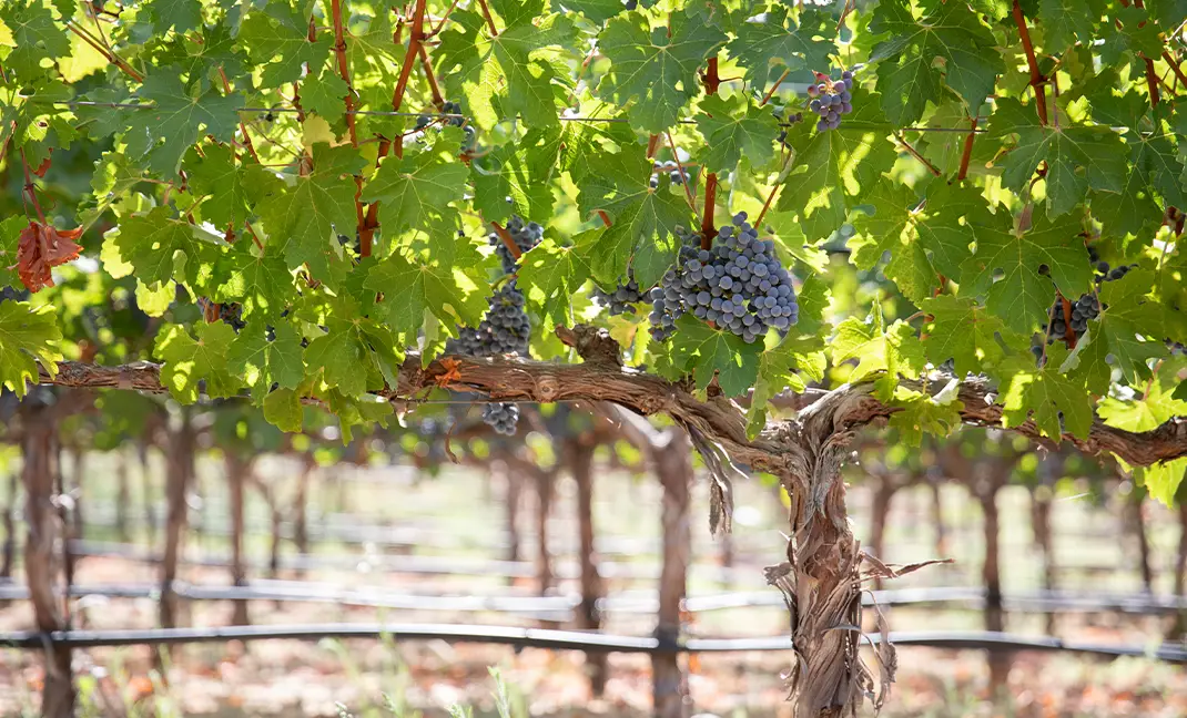 denali-vineyard