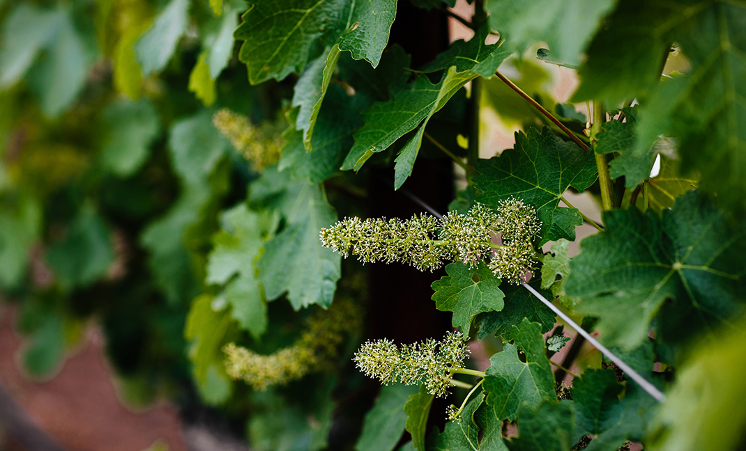 Terroir