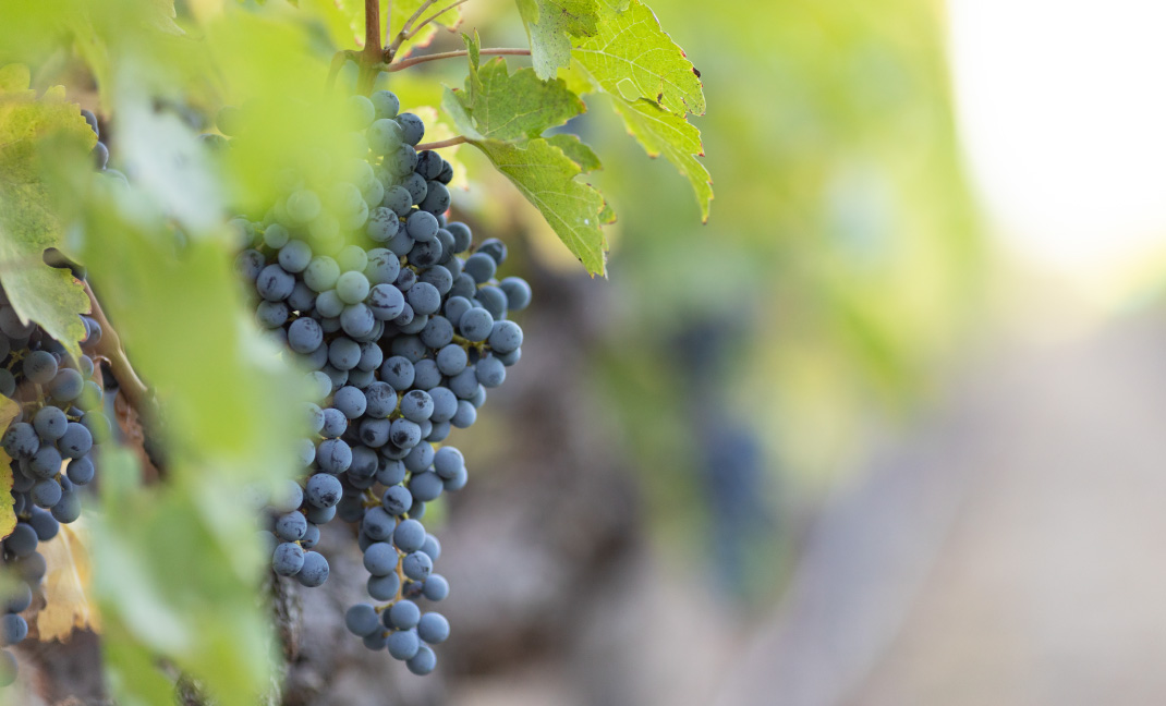 Vineyards